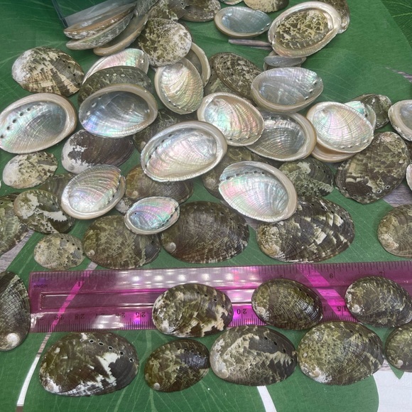 15 GREEN ABALONE SEASHELLS MIXED LOT CRAFTING DIY SUPPLIES COASTAL BEACH DECOR - Picture 6 of 16